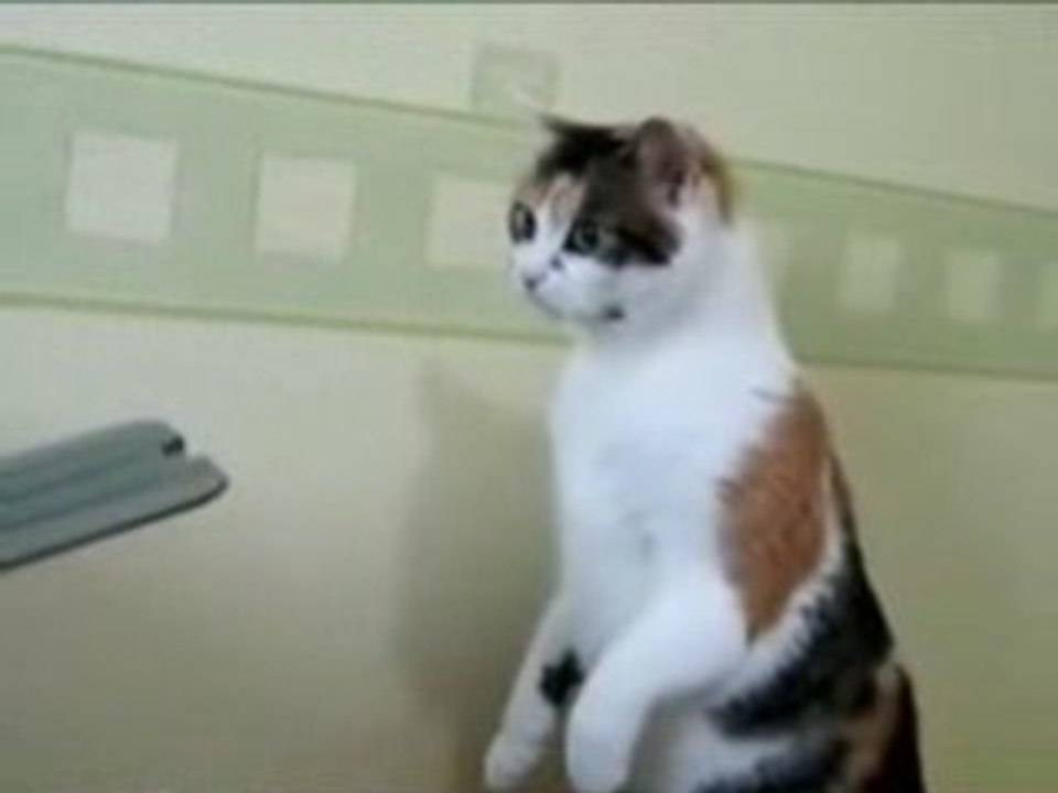 le chat de regis