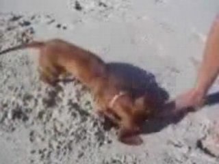 Mini Daschund STILL digging holes on the beach!!