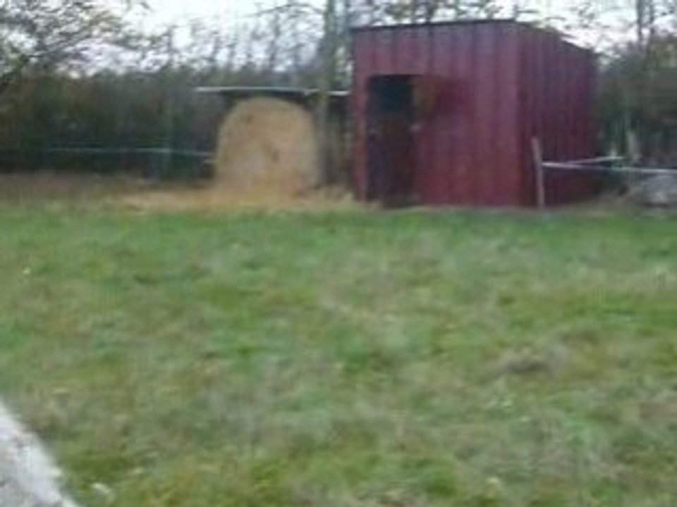 PONEY ROMEO