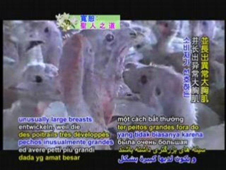 Stop Animal Cruelty: The Terrible Treatment of Turkeys