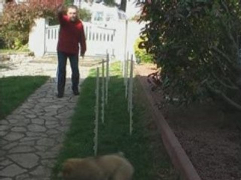 Agility-Diablesse-Slalom-8Nov