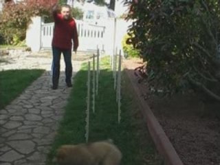 Agility-Diablesse-Slalom-8Nov