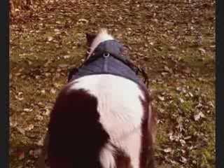 Wayne aux longues rênes =)