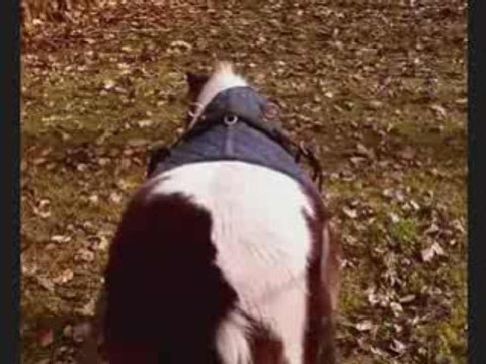 Wayne aux longues rênes =)