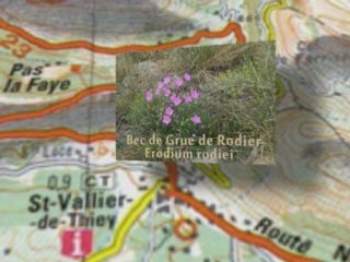 Eau Durable - Natura 2000 Gorges de la Siagne