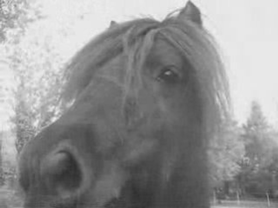 Pawnee grain de folie