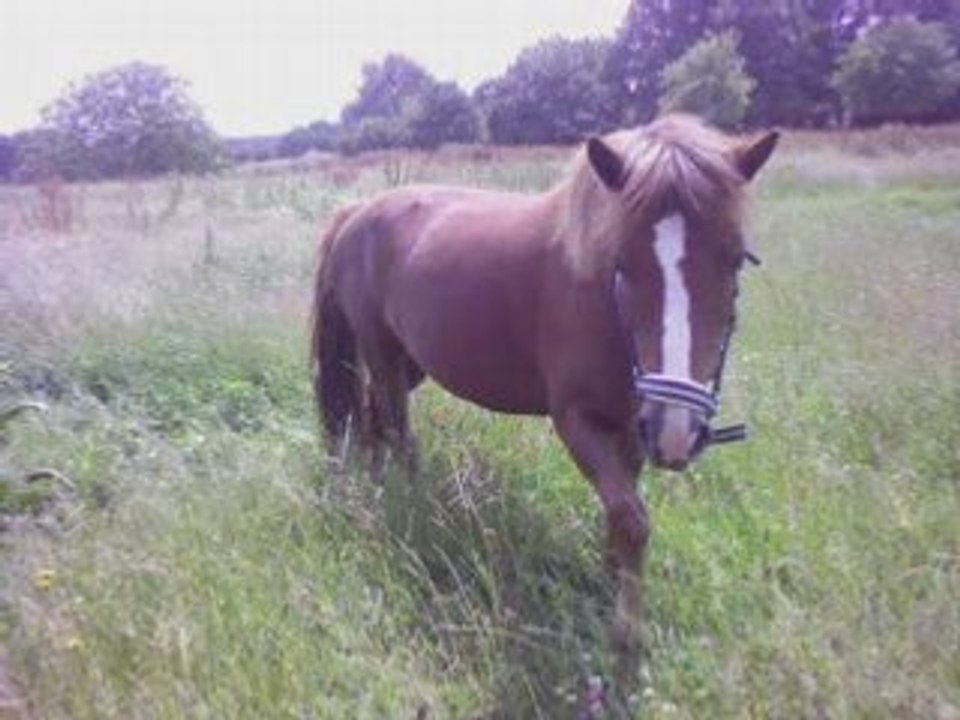 Louille