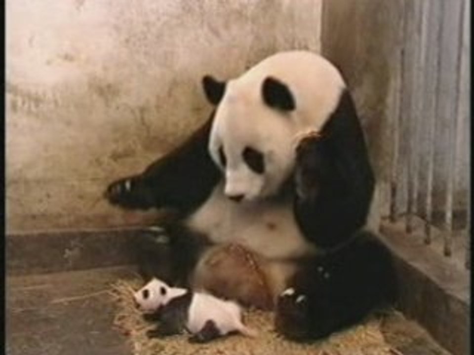 Panda surpris