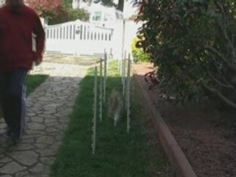 Agility-Cala-Slalom-8Nov