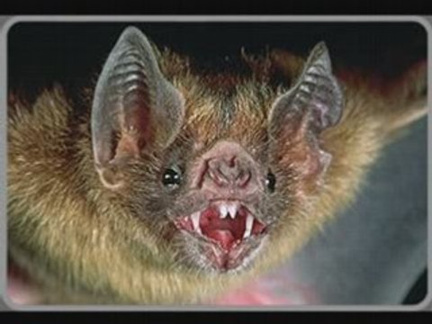 Big animals and strange creatures