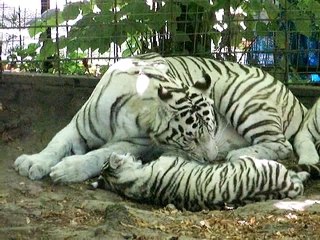 Les Tigres Blancs de Beauval