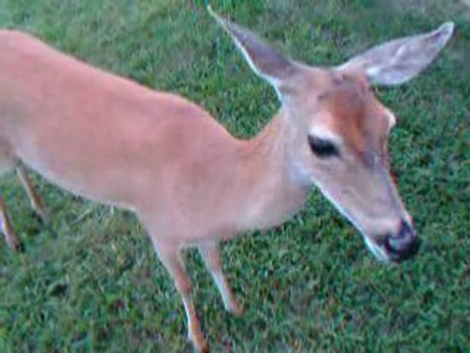 Petting_Bambi_1
