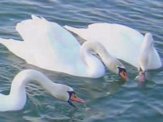 Gheorghe Iovu - Clipe de bucurie