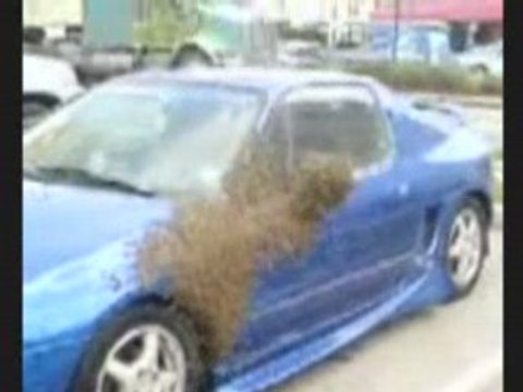 Bees swarming on car