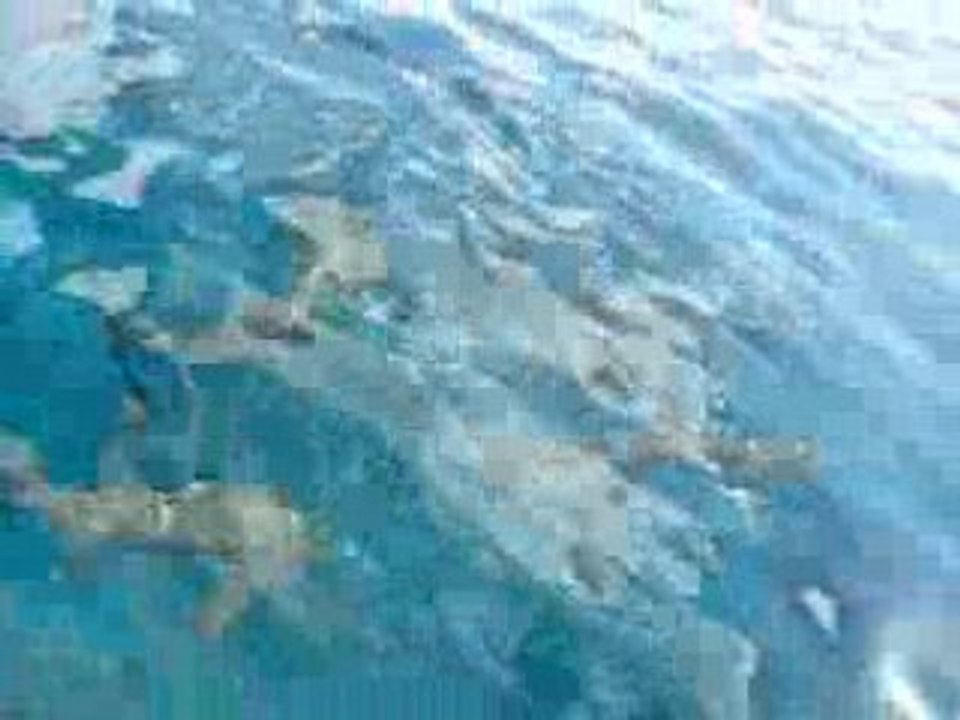 requin tahiti