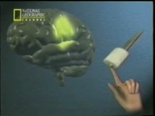 Plasticidad cerebral (TMS: Pascual-Leone)