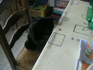 Chat voleur
