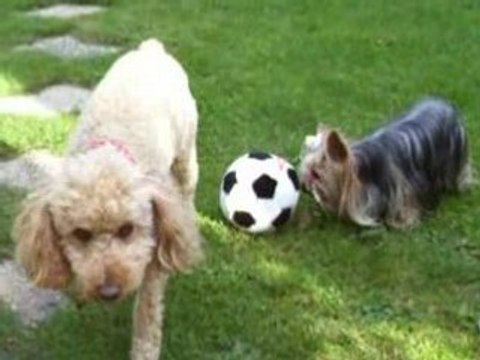 Vidéos samedi 8 nov 08 004