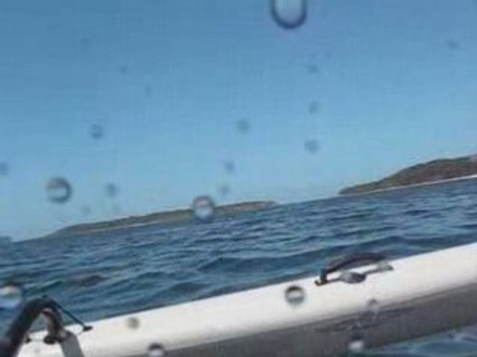 Sailing the Hobie Island with Humpback whales