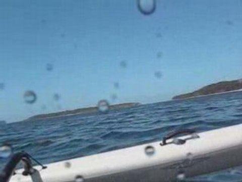 Sailing the Hobie Island with Humpback whales