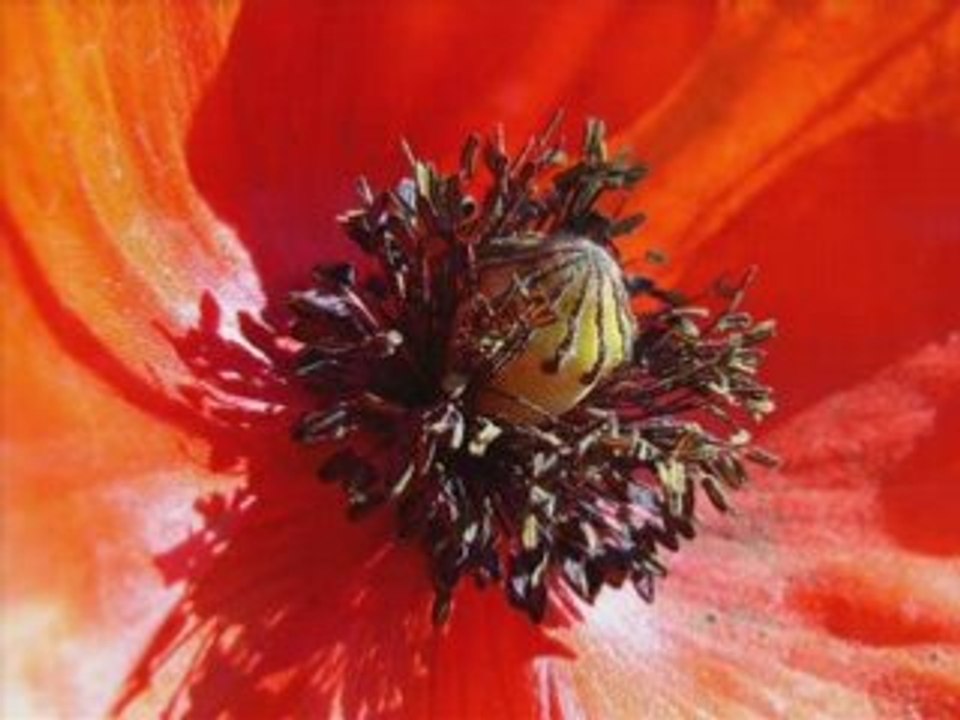 Coquelicot