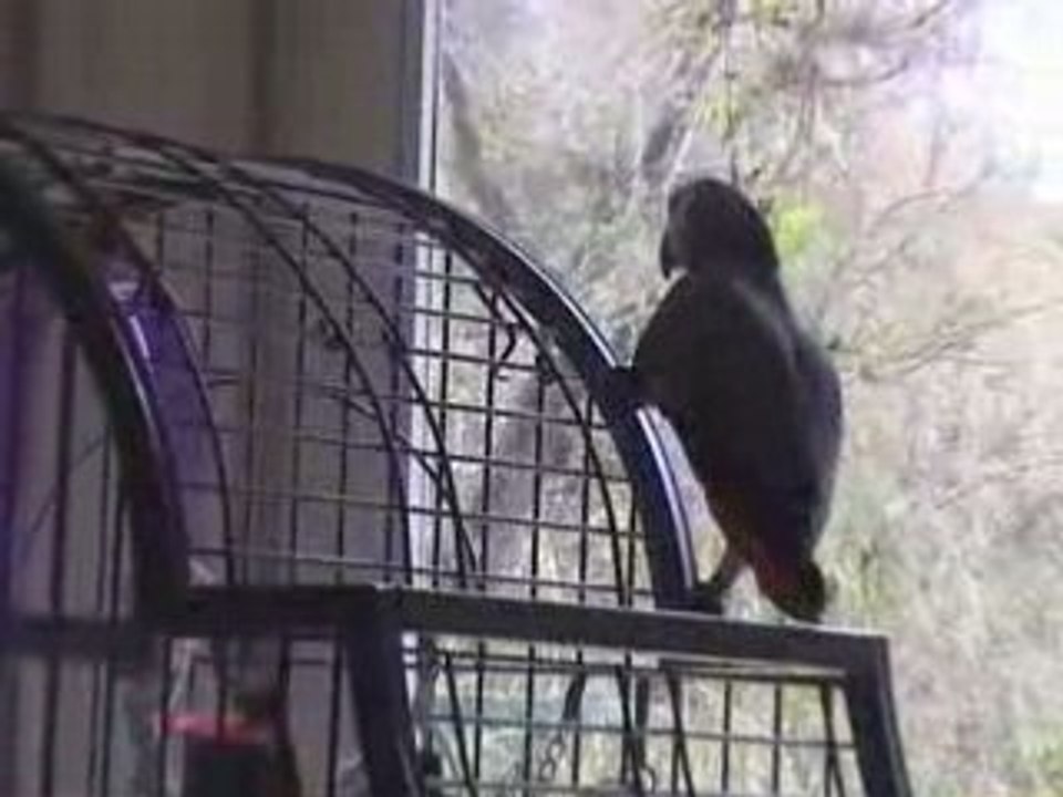 Gris du gabon dispute les chiens