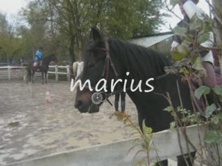 Chevaux & poney du club