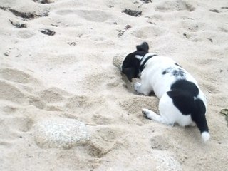 jack russel