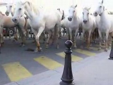 ma camargue les saintes maries de la mer