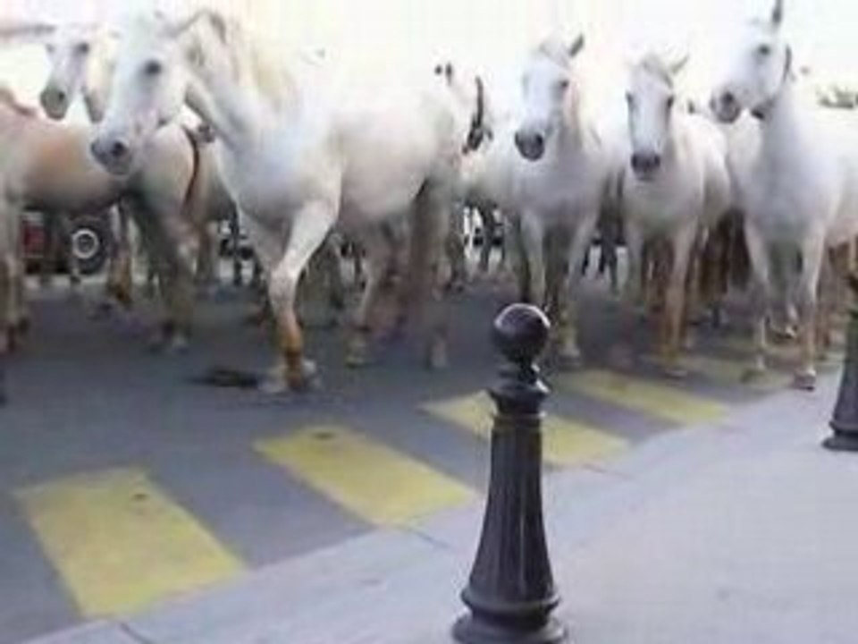 ma camargue les saintes maries de la mer