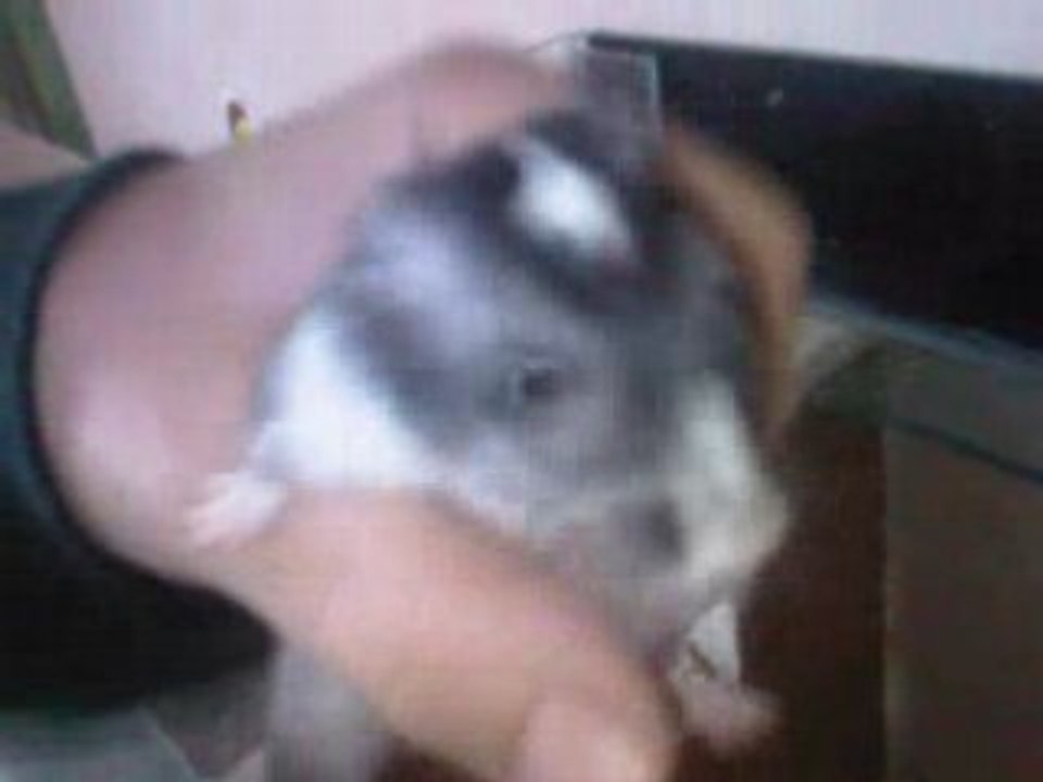 Domino en mank 2calin