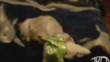 Жжем с кошкой!)