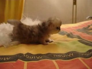 Djoulia et Danaïs, scéance photo mouvementée!