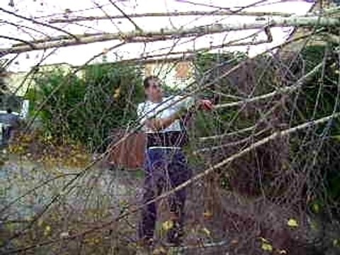 081109 arbre par juliette