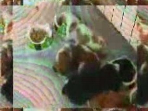 Le repas des petits loups.2mpg