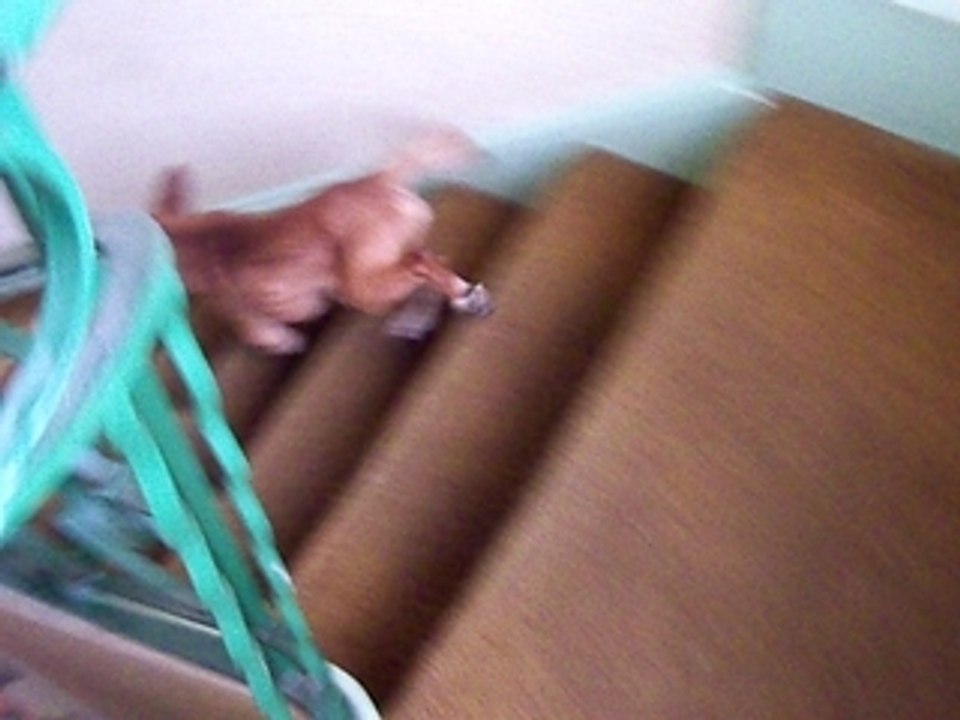 DALTON descend escaliers