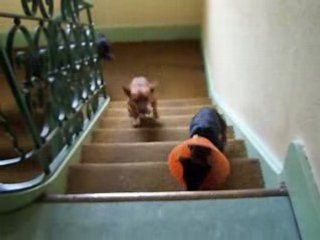 MINUS monte escaliers