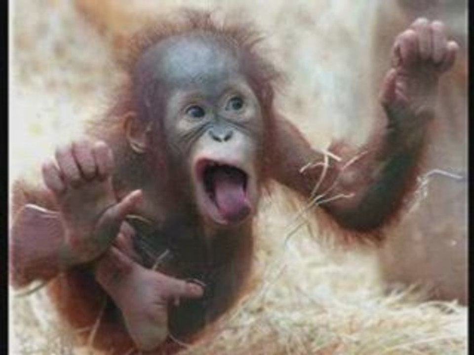 Funny Animals 2