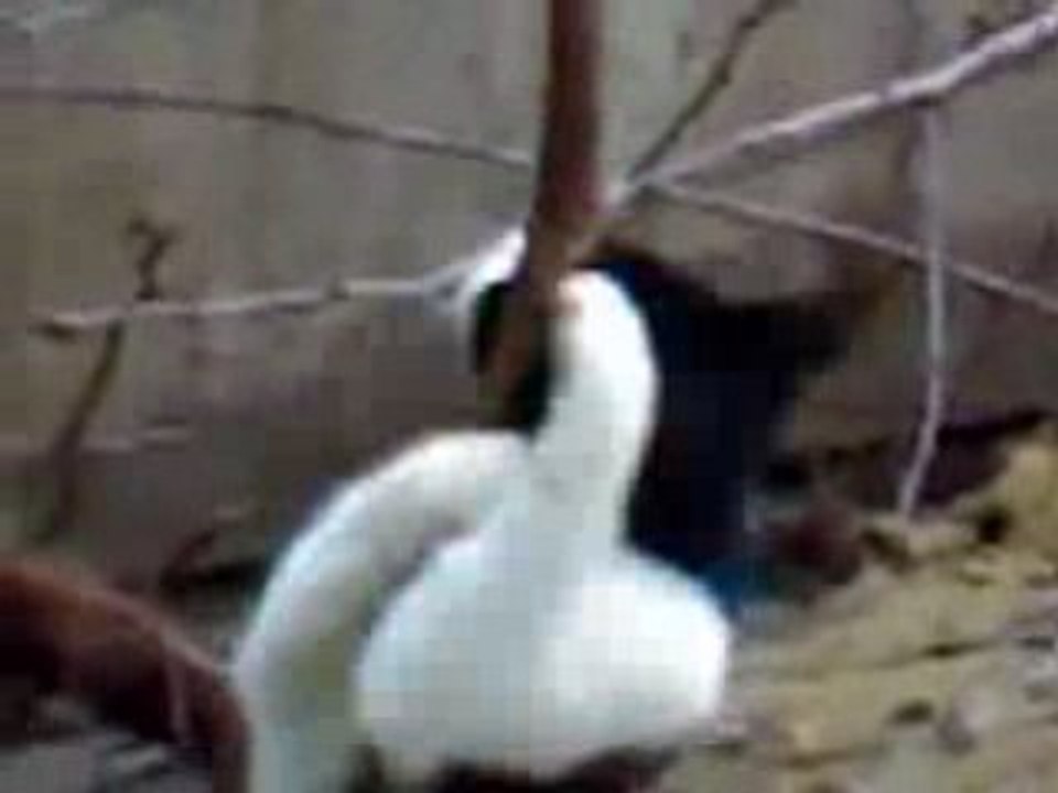 YouTube - Cat dancing striptease near six