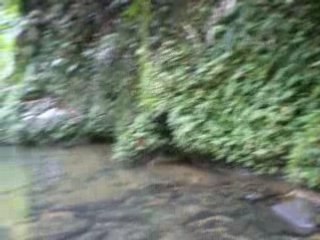 PJ & KK La faune guadeloupéenne selon KK