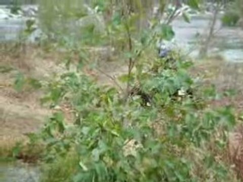 rando QUAD SUD 09 nov 2008 suite