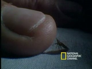 Can You See Bed Bugs