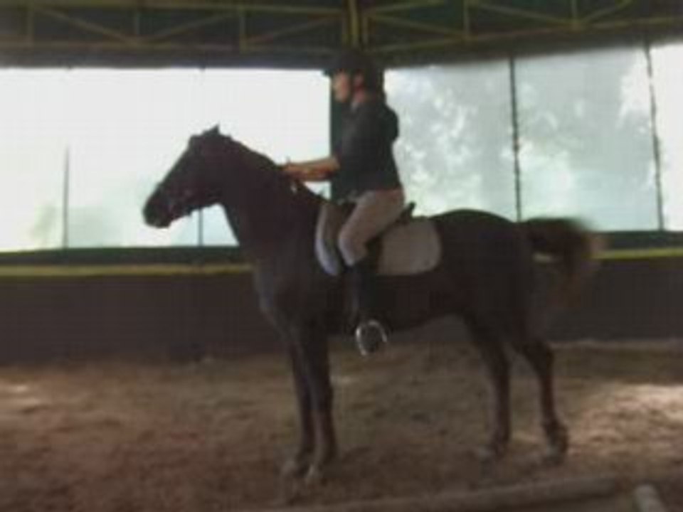 Dary chou cabre