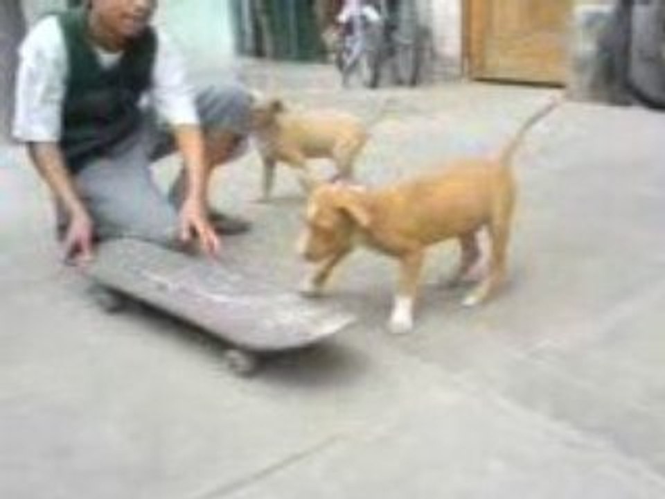 Cachorrro Owen