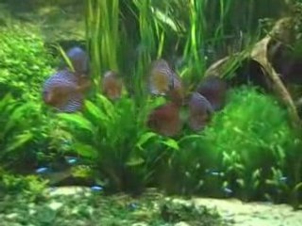 Aquarium discus de la porte Dorée