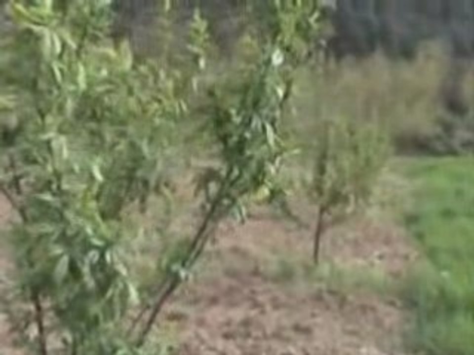 Bodur Kiraz Bahçeleri Karasu - Dağ ILıcası