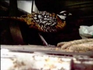 La 4l de lucas (jacky)