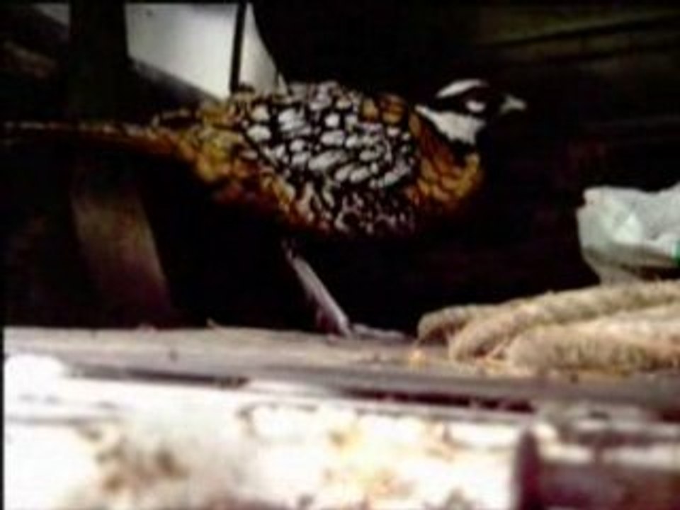 La 4l de lucas (jacky)