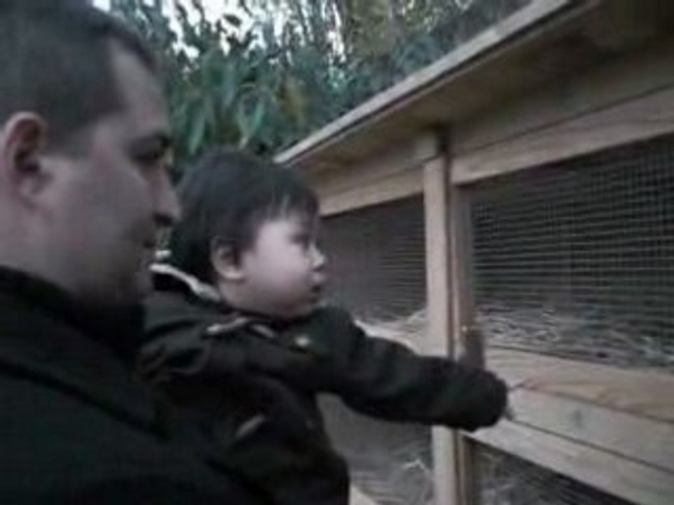 Les lapins qui font meuh !!!