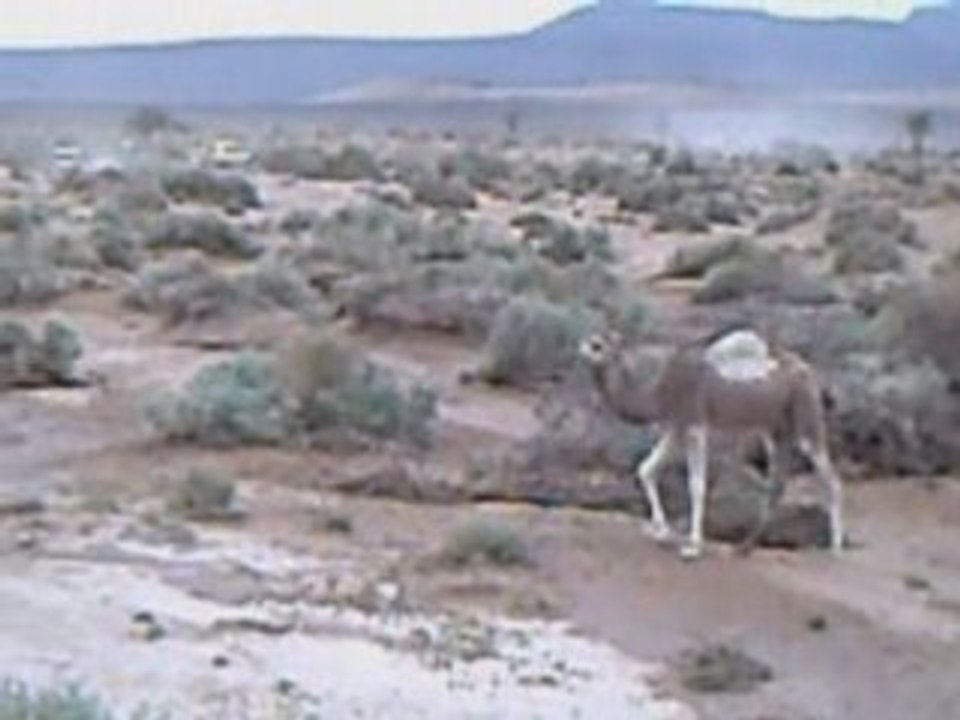 4l trophy 2008. Jeudi 21